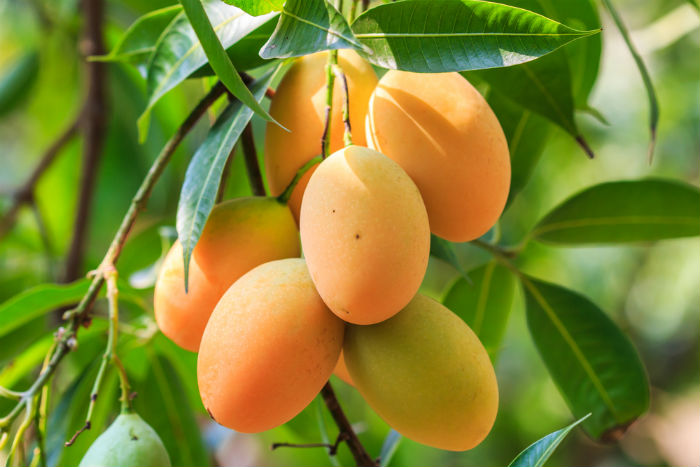 فواید درمانی انبه (Mango)