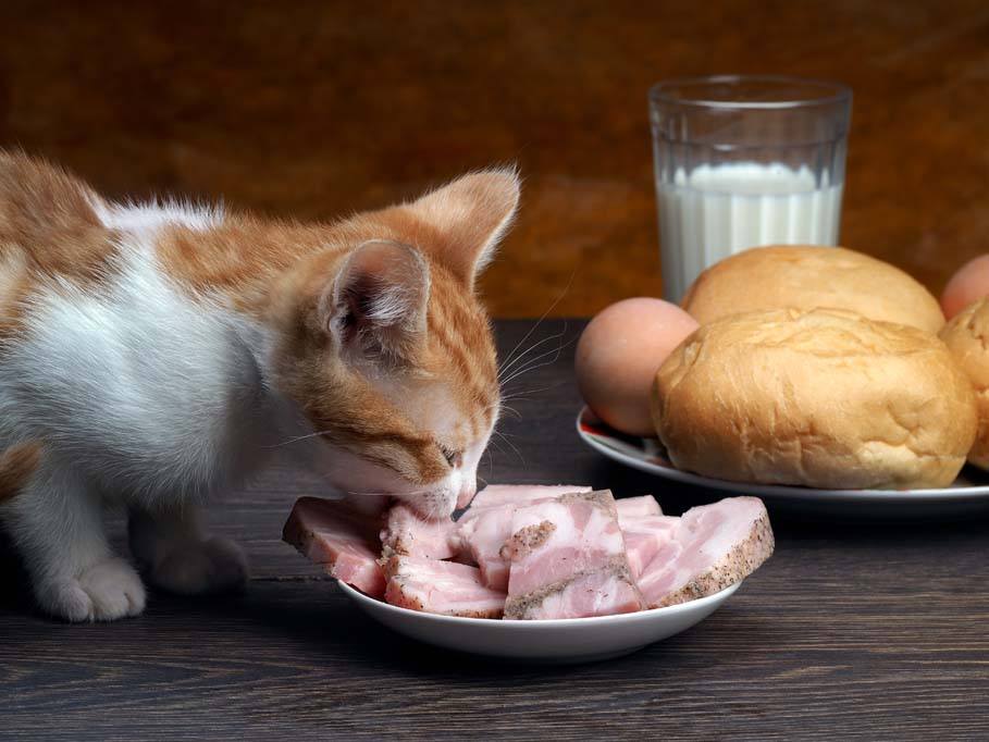 غذا هایی که به گربه هایتان نباید بدهید