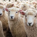 واردات گوسفند از رومانی